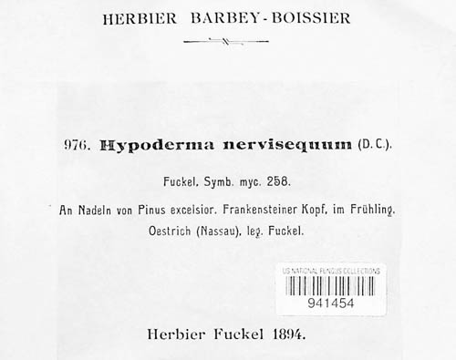 Hypoderma nervisequum image